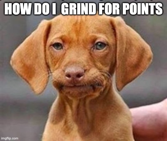 Frustrated dog | HOW DO I  GRIND FOR POINTS | image tagged in frustrated dog | made w/ Imgflip meme maker
