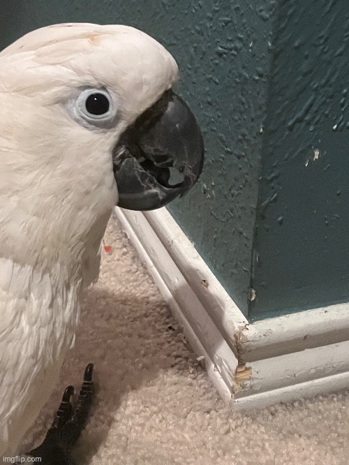 How bro looks at me after biting the wall frame | made w/ Imgflip meme maker