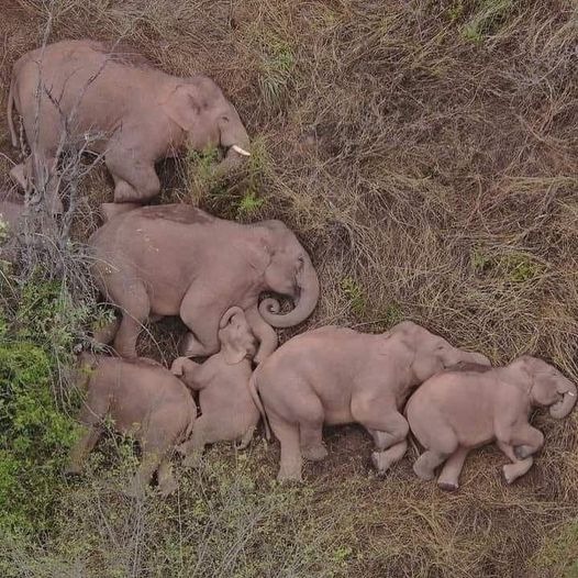 A drone captured an Elephant family sleeping. | image tagged in elephant,wholesome | made w/ Imgflip meme maker