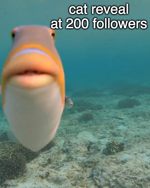 staring fish | cat reveal at 200 followers | image tagged in staring fish | made w/ Imgflip meme maker
