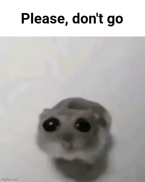 sad hamster | Please, don't go | image tagged in sad hamster | made w/ Imgflip meme maker