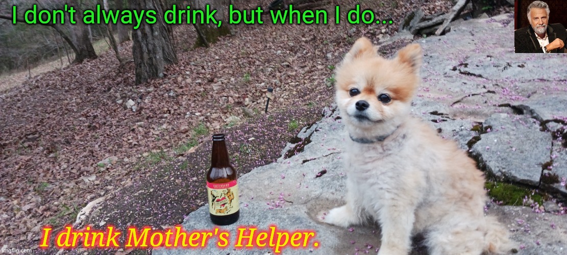 I Don't Always Drink but- Doglet Approves! | I don't always drink, but when I do... I drink Mother's Helper. | image tagged in mother's helper,hold my beer,craft beer,the most interesting man in the world,cute dog,dog memes | made w/ Imgflip meme maker
