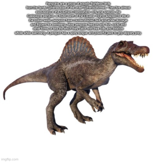 JPSpinoSaurus's other announcement temp | Penguins are a group of aquatic flightless birds from the family Spheniscidae of the order Sphenisciformes. They live almost exclusively in the Southern Hemisphere: only one species, the Galápagos penguin, is found north of the Equator. Highly adapted for life in the ocean water, penguins have countershaded dark and white plumage and flippers for swimming. Most penguins feed on krill, fish, squid and other forms of sea life which they catch with their bills and swallow whole while swimming. A penguin has a spiny tongue and powerful jaws to grip slippery prey. | image tagged in jpspinosaurus's other announcement temp | made w/ Imgflip meme maker
