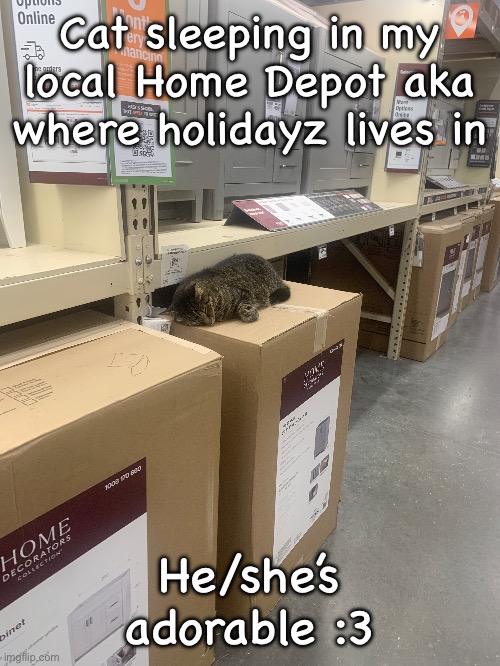 Cat sleeping in my local Home Depot aka where holidayz lives in; He/she’s adorable :3 | made w/ Imgflip meme maker