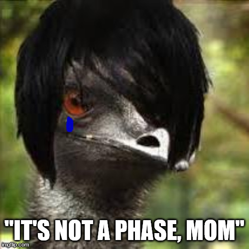 Emo emu | "IT'S NOT A PHASE, MOM" | image tagged in emo emu | made w/ Imgflip meme maker