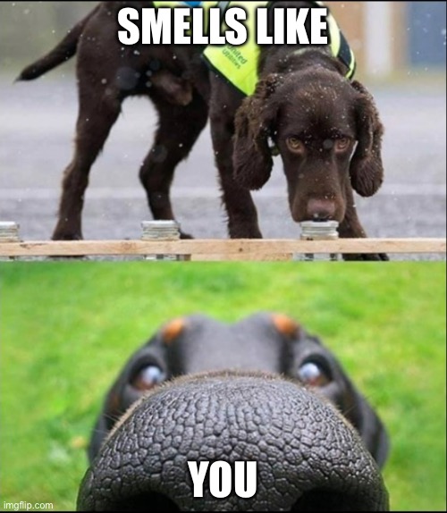 dog sniff meme | SMELLS LIKE; YOU | image tagged in dog sniff meme | made w/ Imgflip meme maker