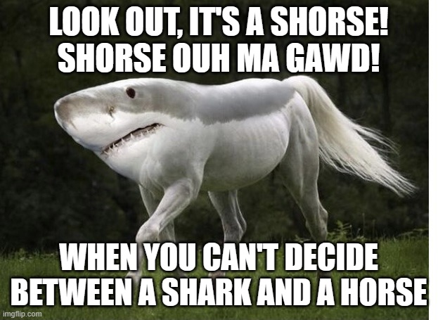 Shorse | LOOK OUT, IT'S A SHORSE!
SHORSE OUH MA GAWD! WHEN YOU CAN'T DECIDE BETWEEN A SHARK AND A HORSE | image tagged in shorse | made w/ Imgflip meme maker