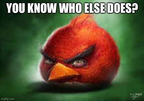 Realistic Red Angry Birds | YOU KNOW WHO ELSE DOES? | image tagged in realistic red angry birds | made w/ Imgflip meme maker