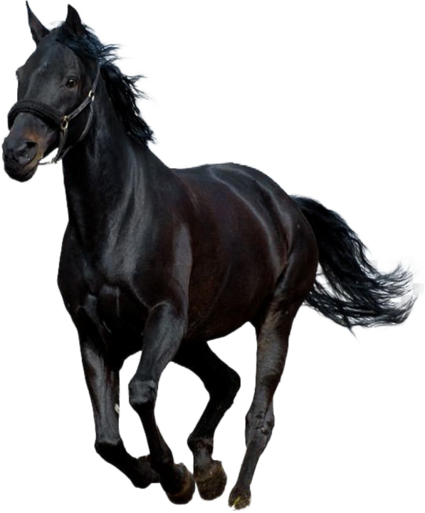 Black Horse Blank Meme Template