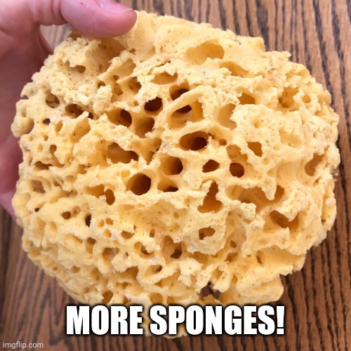 Sea Sponge | MORE SPONGES! | image tagged in sea sponge | made w/ Imgflip meme maker