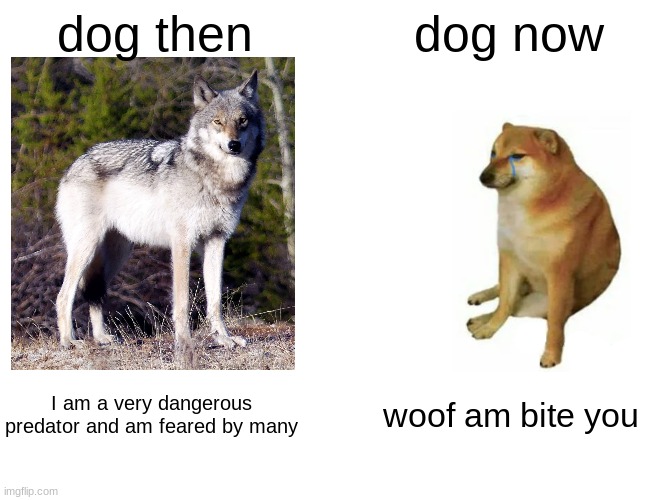 dog | dog then; dog now; I am a very dangerous predator and am feared by many; woof am bite you | image tagged in memes,buff doge vs cheems,dogs,then vs now | made w/ Imgflip meme maker