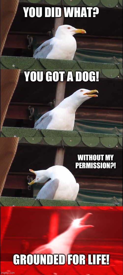 My mom to my dad | YOU DID WHAT? YOU GOT A DOG! WITHOUT MY PERMISSION?! GROUNDED FOR LIFE! | image tagged in memes,inhaling seagull | made w/ Imgflip meme maker