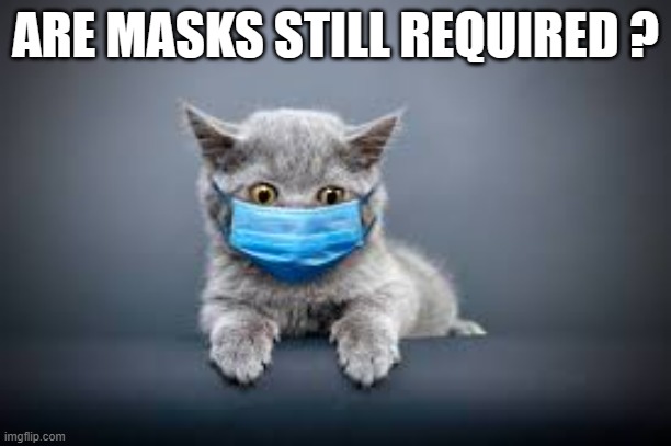 memes by Brad kitten is still wearing a mask | ARE MASKS STILL REQUIRED ? | image tagged in cats,funny,funny cat memes,face mask,cute kitten,humor | made w/ Imgflip meme maker