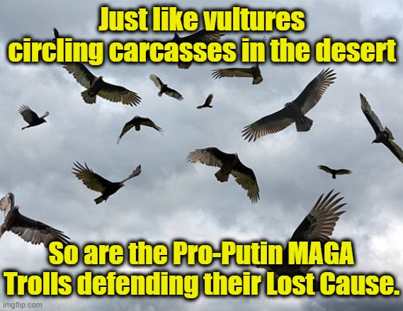 MAGA Trolls | Just like vultures circling carcasses in the desert; So are the Pro-Putin MAGA Trolls defending their Lost Cause. | image tagged in maga,donald trump approves,trump meme,nevertrump meme,florida man,basket of deplorables | made w/ Imgflip meme maker