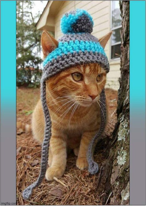 A Stylish 'Cat In A Hat' ! | image tagged in cats,hat,style | made w/ Imgflip meme maker