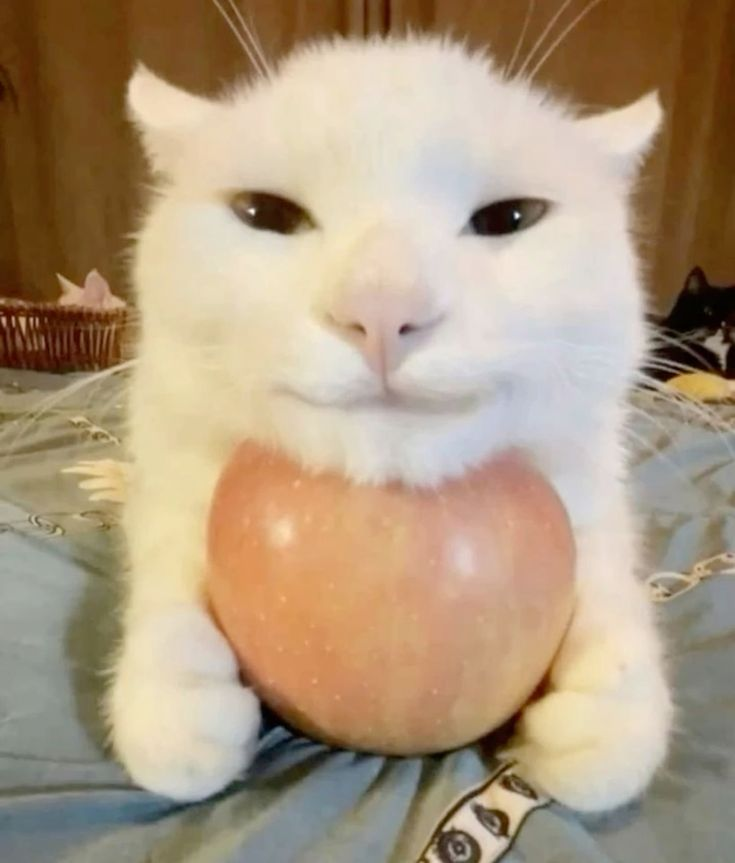 cat with head on apple Blank Meme Template