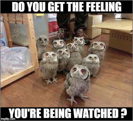 Staring Owlets ! | DO YOU GET THE FEELING; YOU'RE BEING WATCHED ? | image tagged in owls,owlets,staring | made w/ Imgflip meme maker