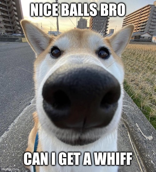 Big Nose Dog | NICE BALLS BRO; CAN I GET A WHIFF | image tagged in big nose dog | made w/ Imgflip meme maker