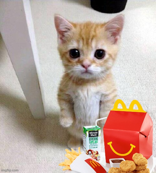 Cute Cat Meme | image tagged in memes,cute cat | made w/ Imgflip meme maker