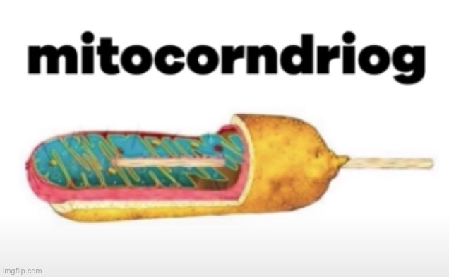 Mitocorndriog | image tagged in mitocorndriog | made w/ Imgflip meme maker