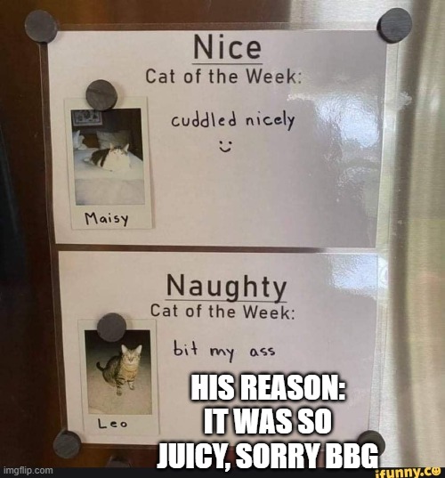 Cat of the Week | HIS REASON: IT WAS SO JUICY, SORRY BBG | image tagged in cat of the week | made w/ Imgflip meme maker