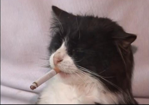 Cat with cigarette Blank Meme Template
