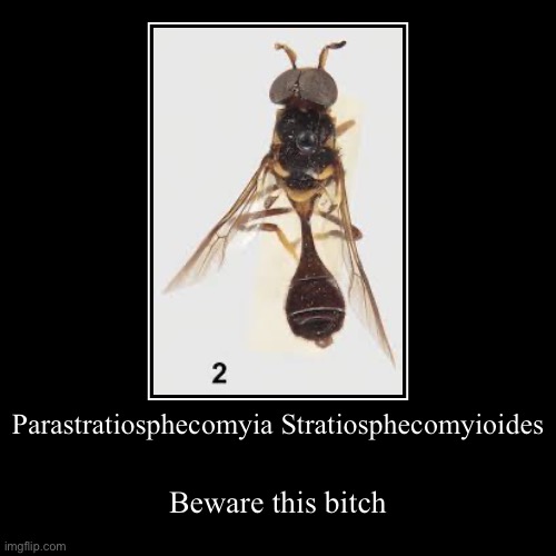 Parastratiosphecomyia Stratiosphecomyioides | Beware this bitch | image tagged in funny,demotivationals | made w/ Imgflip demotivational maker