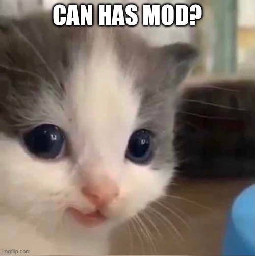 silly little cat | CAN HAS MOD? | image tagged in silly little cat | made w/ Imgflip meme maker