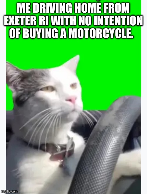 Exeter | ME DRIVING HOME FROM EXETER RI WITH NO INTENTION OF BUYING A MOTORCYCLE. | image tagged in cat driving | made w/ Imgflip meme maker