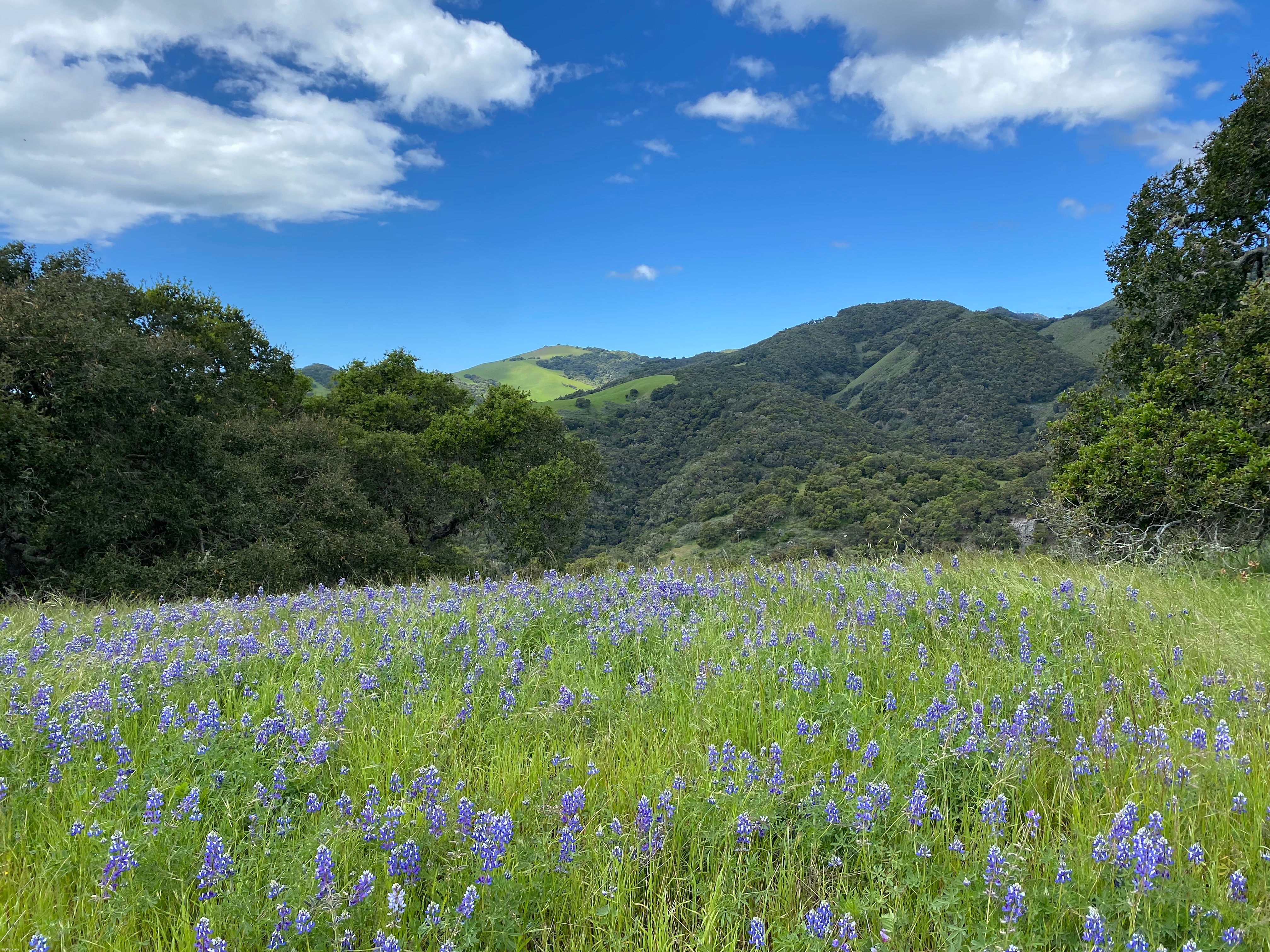 picture from hiking | image tagged in picture,hiking,so pretty,spring | made w/ Imgflip meme maker