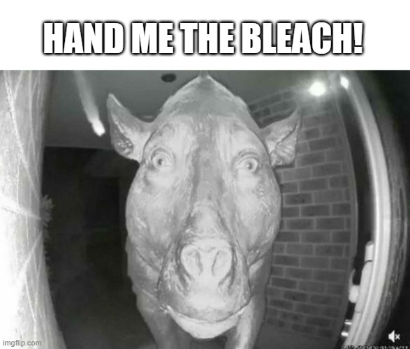 Cursed... | HAND ME THE BLEACH! | image tagged in scary pig thing,dank memes,cursed image,pig | made w/ Imgflip meme maker