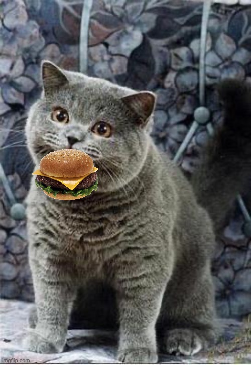 I can has cheezburger cat | image tagged in i can has cheezburger cat | made w/ Imgflip meme maker