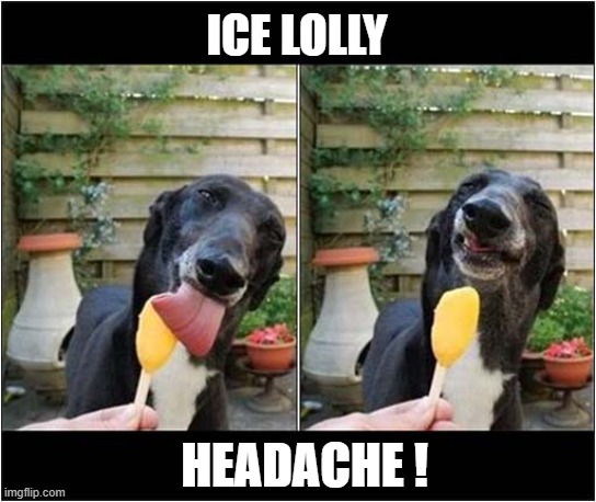 This Looks Familiar ! | ICE LOLLY; HEADACHE ! | image tagged in dogs,ice lolly,headache | made w/ Imgflip meme maker