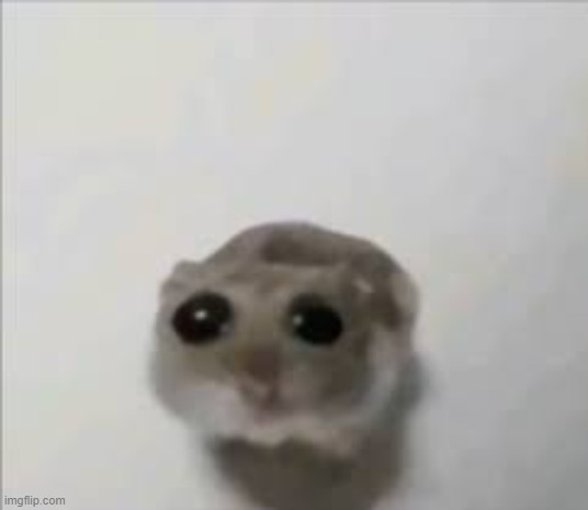 Sad Hamster | image tagged in sad hamster | made w/ Imgflip meme maker