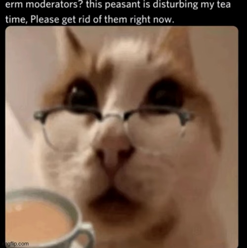 me when | image tagged in cat | made w/ Imgflip meme maker