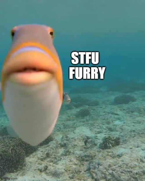 staring fish | STFU FURRY | image tagged in staring fish | made w/ Imgflip meme maker