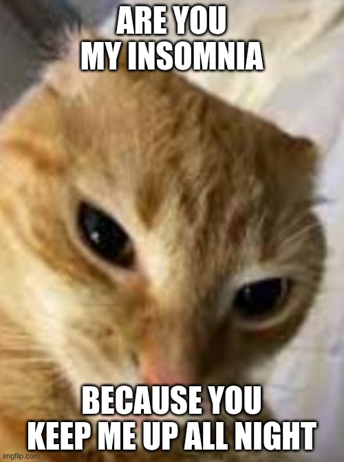 Rizz cat | ARE YOU MY INSOMNIA BECAUSE YOU KEEP ME UP ALL NIGHT | image tagged in rizz cat | made w/ Imgflip meme maker