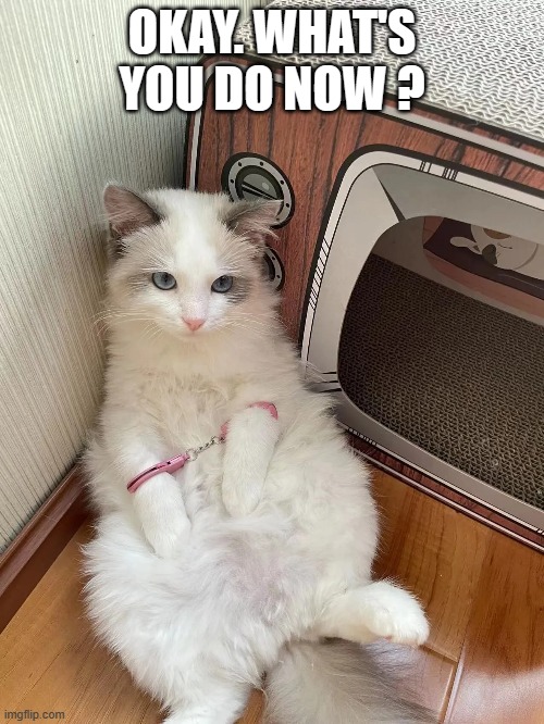 memes by Brad cat is in handcuffs | OKAY. WHAT'S YOU DO NOW ? | image tagged in cats,funny,funny cat memes,handcuffs,cute kitten,humor | made w/ Imgflip meme maker