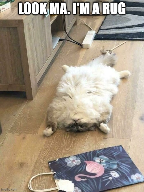 memes by Brad Look Ma I'm a rug | LOOK MA. I'M A RUG | image tagged in fun,funny,funny cat memes,humor,funny cat | made w/ Imgflip meme maker