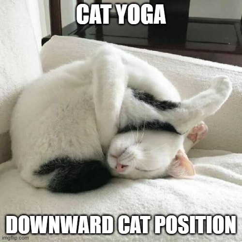 memes by Brad cat doing Yoga | CAT YOGA; DOWNWARD CAT POSITION | image tagged in cats,funny,funny cat memes,yoga,humor,funny cat | made w/ Imgflip meme maker