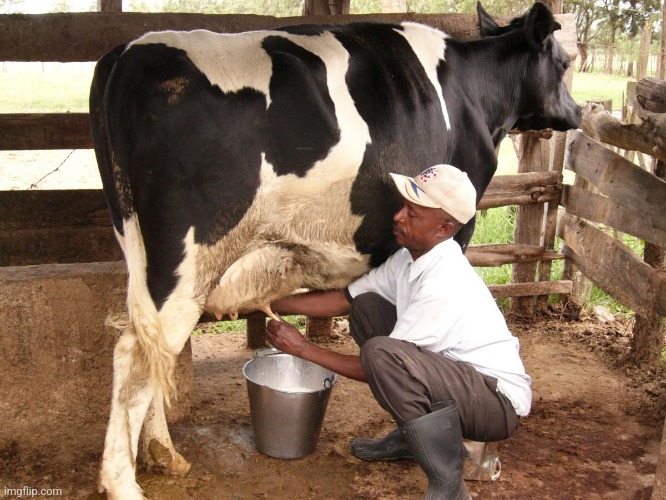 Cow milking | image tagged in cow milking | made w/ Imgflip meme maker
