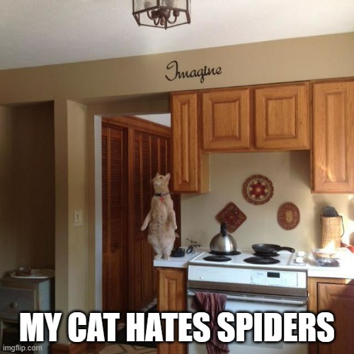 memes by Brad my cat hates spiders | MY CAT HATES SPIDERS | image tagged in cats,funny,scared cat,funny cat memes,humor,funny cat | made w/ Imgflip meme maker