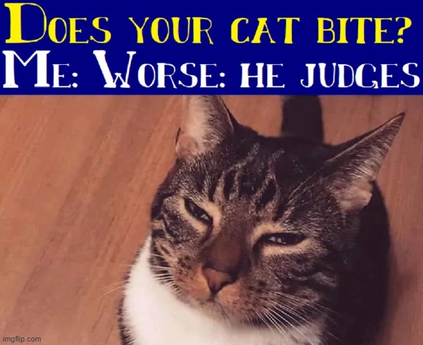 The Wisdom of Solomon the Cat | image tagged in vince vance,cats,judgemental,memes,funny cat memes,meow | made w/ Imgflip meme maker