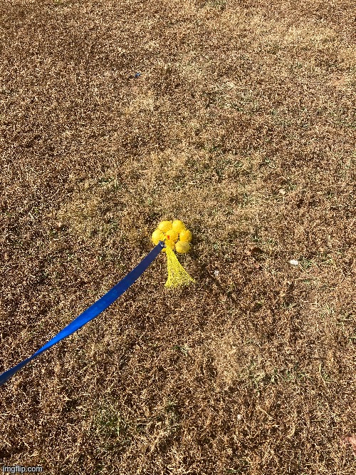 Had to take the dog for a walk | made w/ Imgflip meme maker