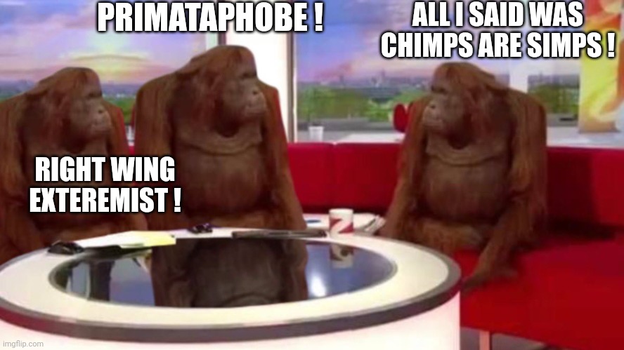 orangutan interview | PRIMATAPHOBE ! ALL I SAID WAS CHIMPS ARE SIMPS ! RIGHT WING EXTEREMIST ! | image tagged in orangutan interview | made w/ Imgflip meme maker