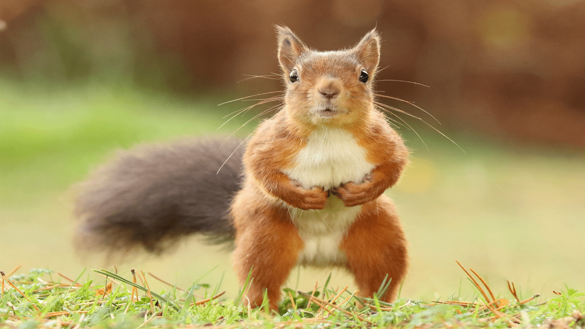 High Quality Scared Squirrel is Frozen Blank Meme Template