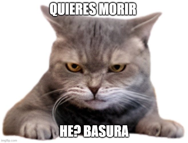 Angry | QUIERES MORIR; HE? BASURA | image tagged in cat | made w/ Imgflip meme maker
