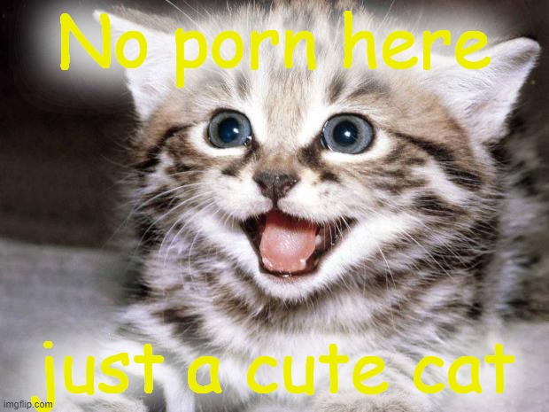 https://www.youtube.com/watch?v=gkTb9GP9lVI | No porn here; just a cute cat | image tagged in cute kitten hopes | made w/ Imgflip meme maker