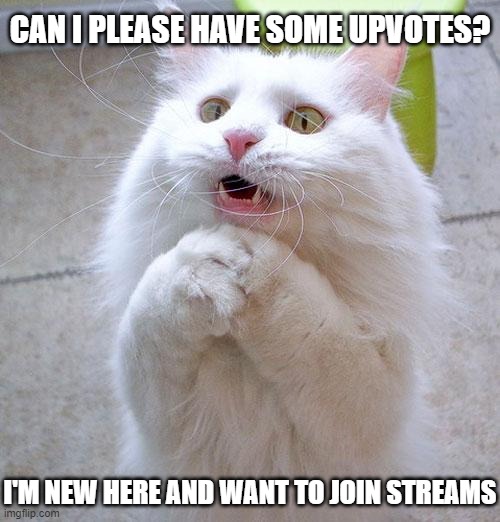 Begging Cat | CAN I PLEASE HAVE SOME UPVOTES? I'M NEW HERE AND WANT TO JOIN STREAMS | image tagged in begging cat | made w/ Imgflip meme maker