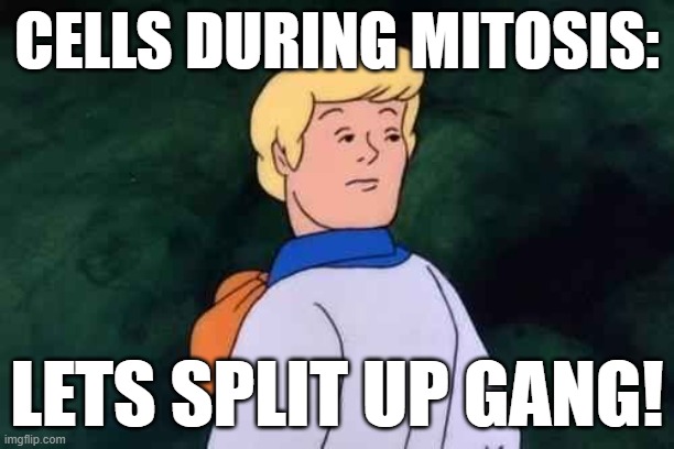 Mitosis | CELLS DURING MITOSIS:; LETS SPLIT UP GANG! | image tagged in shaggy this isnt weed fred scooby doo | made w/ Imgflip meme maker